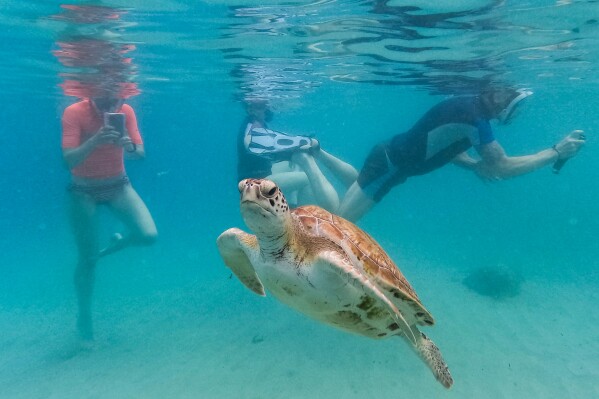 A sea turtle swims among tourists snorkeling at Piskado beach in Westpunt, Curacao, Friday, May 15, 2026 (AP Photo/Matias Delacroix)