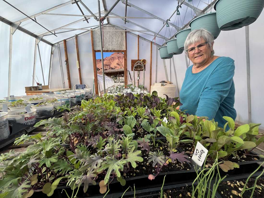 Castle Valley resident Alice Drogin checks on plants at her small business, Canyon Nursery. She’s hopeful her greenhouses will someday run on clean power because of the Utah program. “I have in-floor heating, so I do like my electricity,” she said, “and I would love to be able to have it sourced with renewable types of energy.”