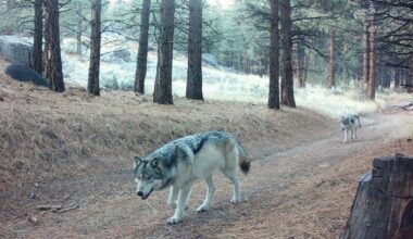 Gray wolf enters Sequoia National Park for the first time in a century