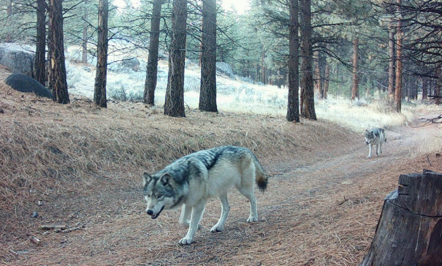 Gray wolf enters Sequoia National Park for the first time in a century