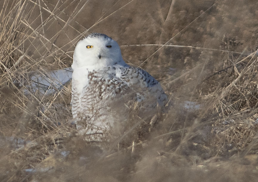 Grassland Bird Trust, Boralex end dispute over bird habitat