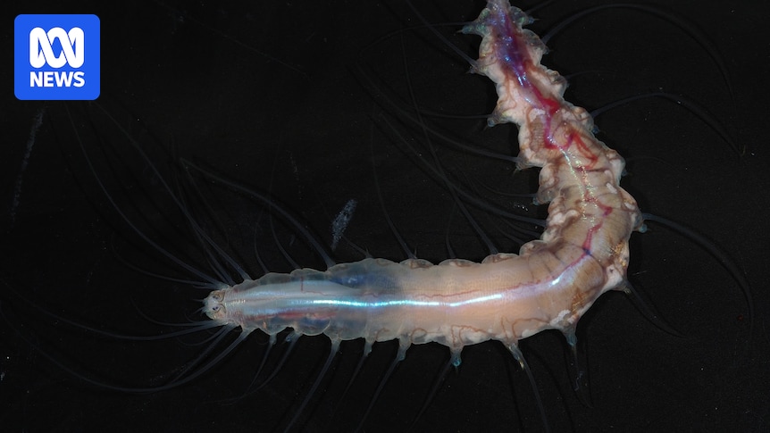 Ocean Census project discovers 1,121 new species of ocean life around the world in one year