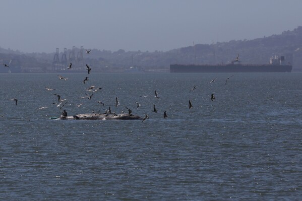 Birds fly around a dead whale near Crown Beach in Alameda, Calif., April 21, 2024. (Brontë Wittpenn/San Francisco Chronicle via AP, File)