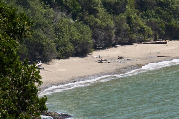 Whale carcasses lie on a beach on Angel Island in San Francisco Bay, Tuesday, May 19, 2026. (AP Photo/Annika Hammerschlag)