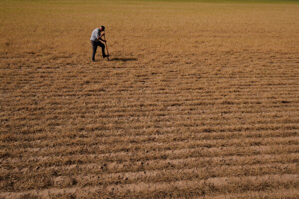 Farmer Vance Ehmke checks soil moisture in a wheat field decimated by wheat streak mosaic virus Friday, May 15, 2026, on his farm near Healy, Kan. (AP Photo/Charlie Riedel)