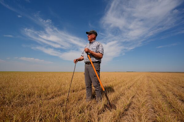 Farmer Vance Ehmke checks a wheat field decimated by wheat streak mosaic virus Friday, May 15, 2026, on his farm near Healy, Kan. (AP Photo/Charlie Riedel)