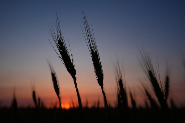 Drought-stressed wheat is silhouetted against the setting sun Friday, May 15, 2026, in a field near Cimarron, Kan. (AP Photo/Charlie Riedel)