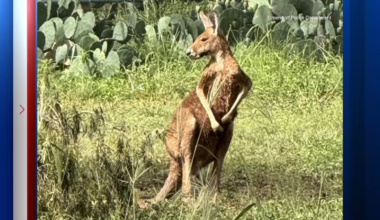 'Kangaroo on the loose': Police in Elmendorf, Texas take hopping herbivore that escaped 'into custody'