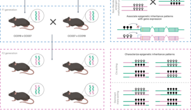 Non-Mendelian inheritance of DNA methylation patterns in mice