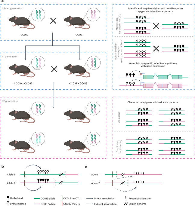 Non-Mendelian inheritance of DNA methylation patterns in mice