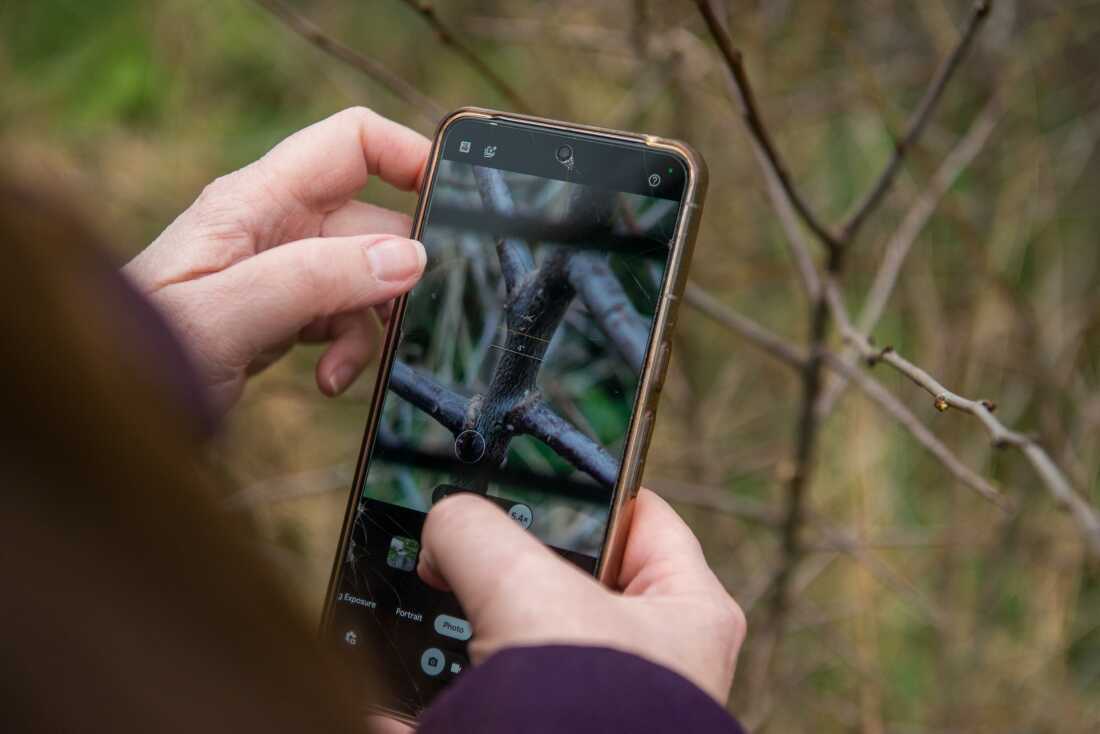 This photo shows a close-up of the screen of a smartphone that's being held by a pair of hands. The person holding the phone is photographing the tiny white eggs of the brown hairstreak butterfly, which are on the branches of a blackthorn.