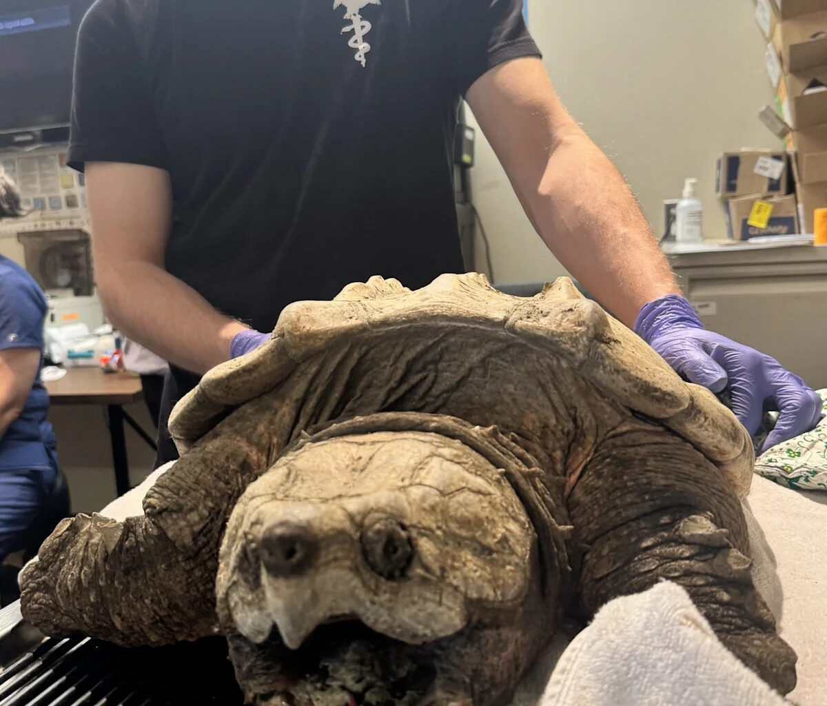 Endangered alligator snapping turtle found in Massachusetts