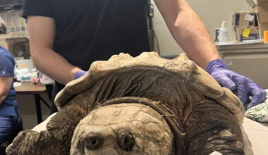 Endangered alligator snapping turtle found in Massachusetts
