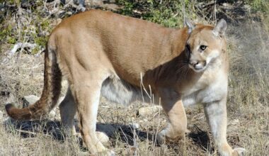 Texas proposes new mountain lion hunting and harvest reporting rules