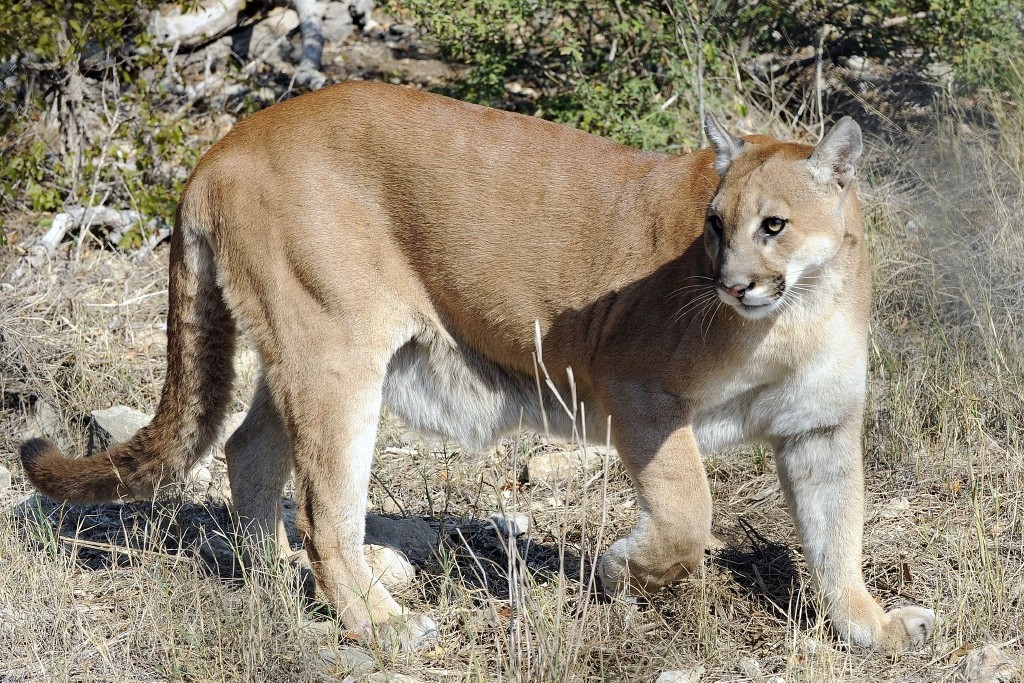 Texas proposes new mountain lion hunting and harvest reporting rules