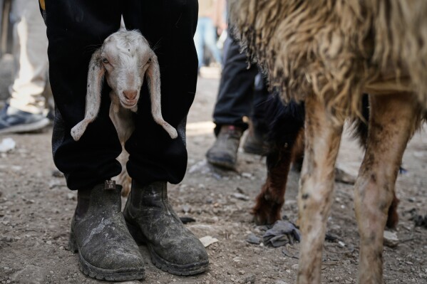 Palestinians shop for sheep and goats ahead of the Muslim holiday of Eid al-Adha at a livestock market in the West Bank city of Nablus, Thursday, May 21, 2026. (AP Photo/Majdi Mohammed)