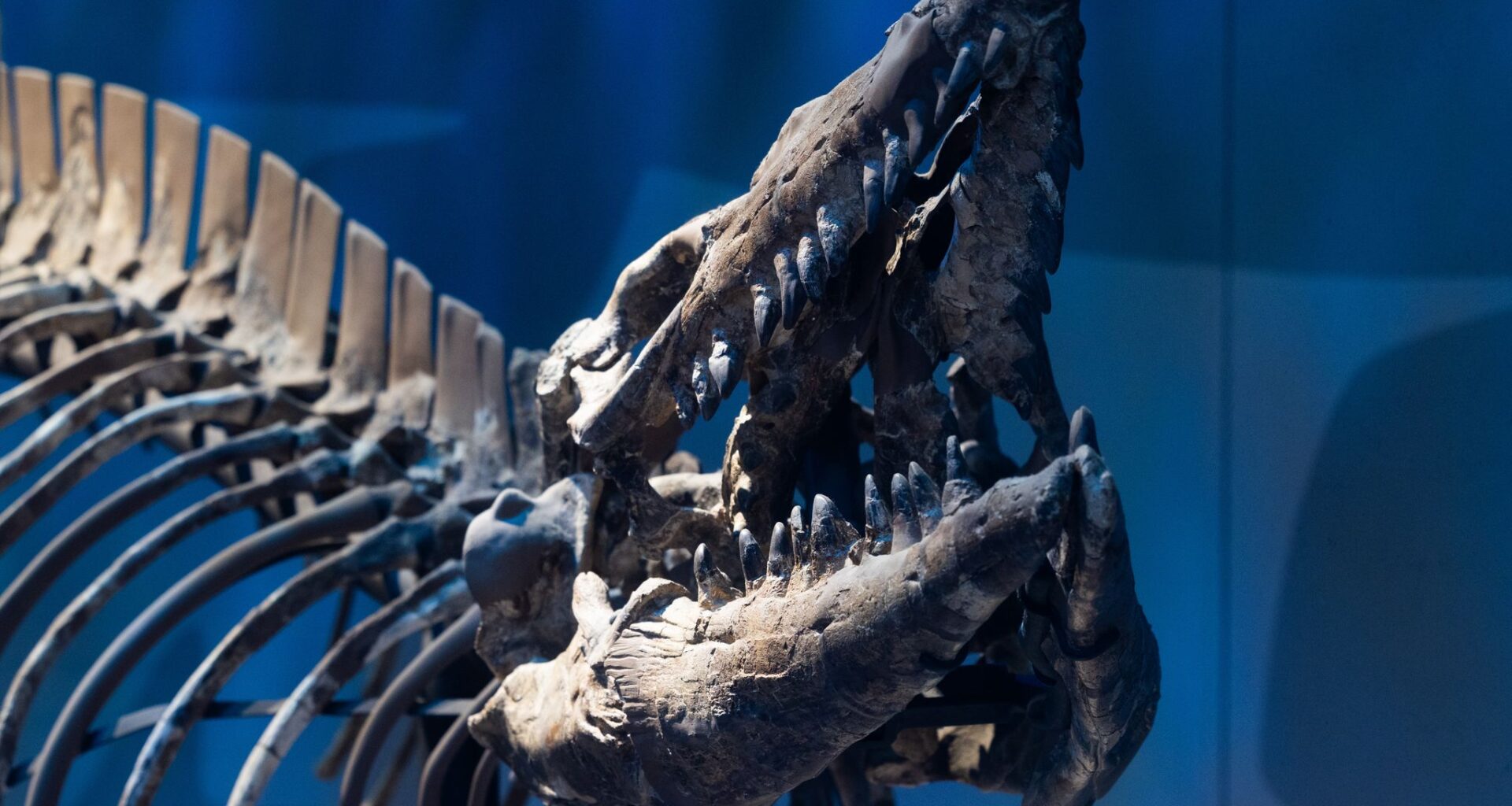 Ancient species from time of dinosaurs identified by D-FW researchers