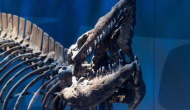 Ancient species from time of dinosaurs identified by D-FW researchers