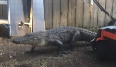 Alligator wandering near homes captured by wildlife officials