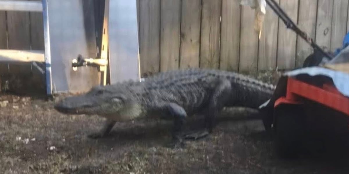 Alligator wandering near homes captured by wildlife officials