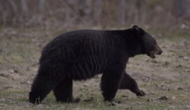 Mount Rainier trail closed after unusual bear activity