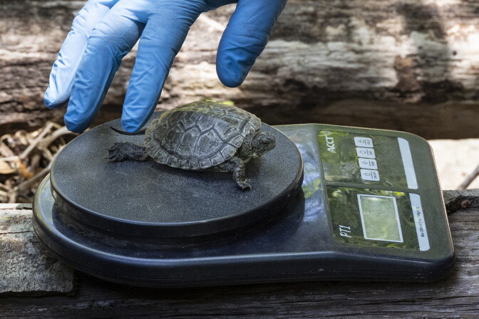 A hand in a blue glove places a small turtle on a scale to be weighed. 