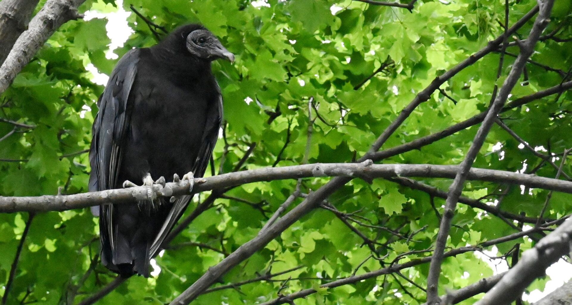 A black vulture roosts in a tree at the Columbia County Solid Waste transfer station on Thursday in Hudson. Black vultures have appeared in the northern Hudson Valley in recent years from their traditional range down south.