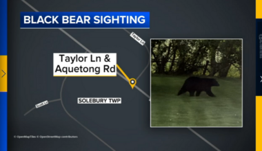 Black bear spotted in backyard in Solebury Twp., Pennsylvania