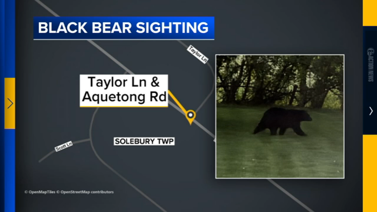 Black bear spotted in backyard in Solebury Twp., Pennsylvania