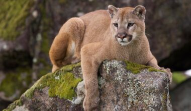 Man finds poop on his roof, and if that wasn't bad enough, it led to a mountain lion encounter