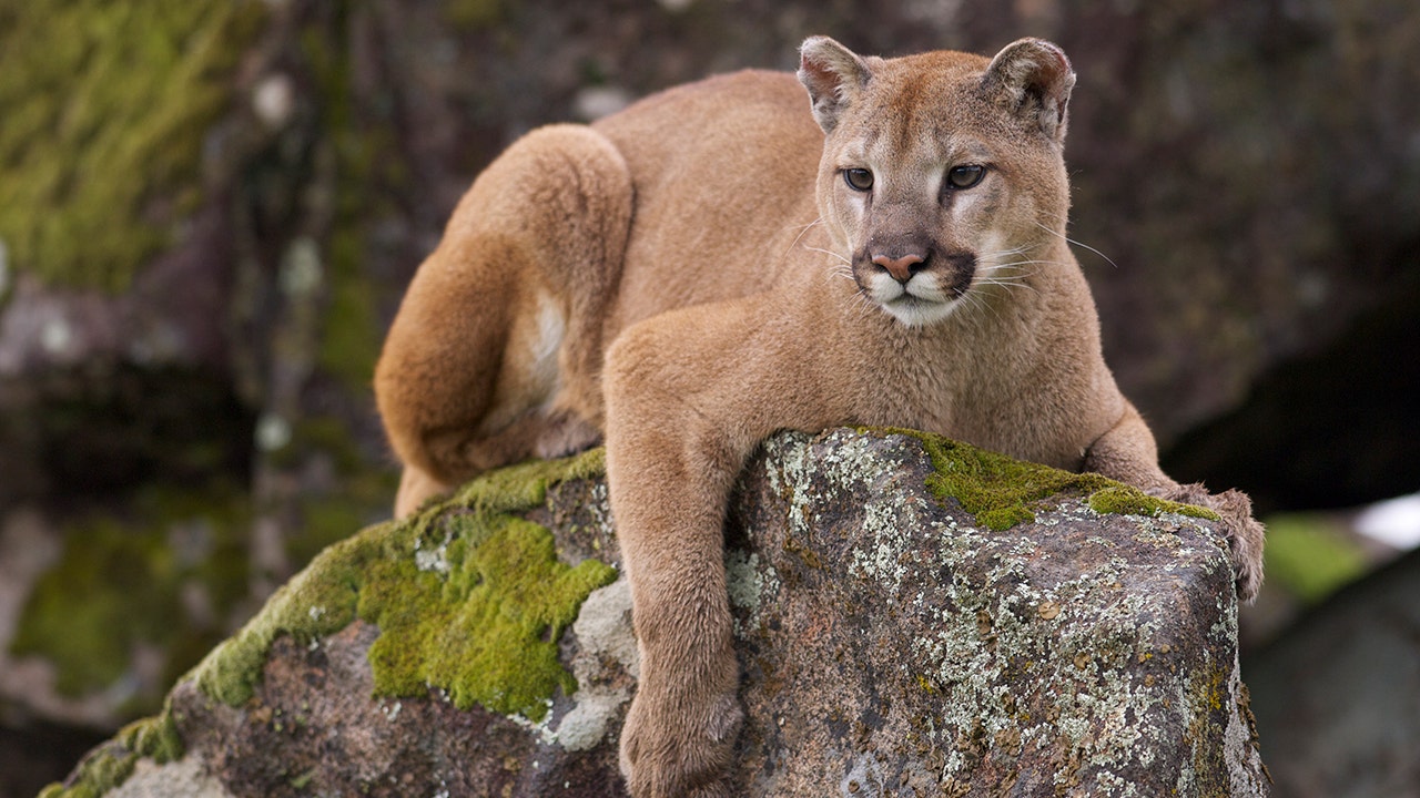 Man finds poop on his roof, and if that wasn't bad enough, it led to a mountain lion encounter