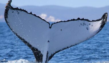 2 humpback whales set records swimming between Australia and Brazil