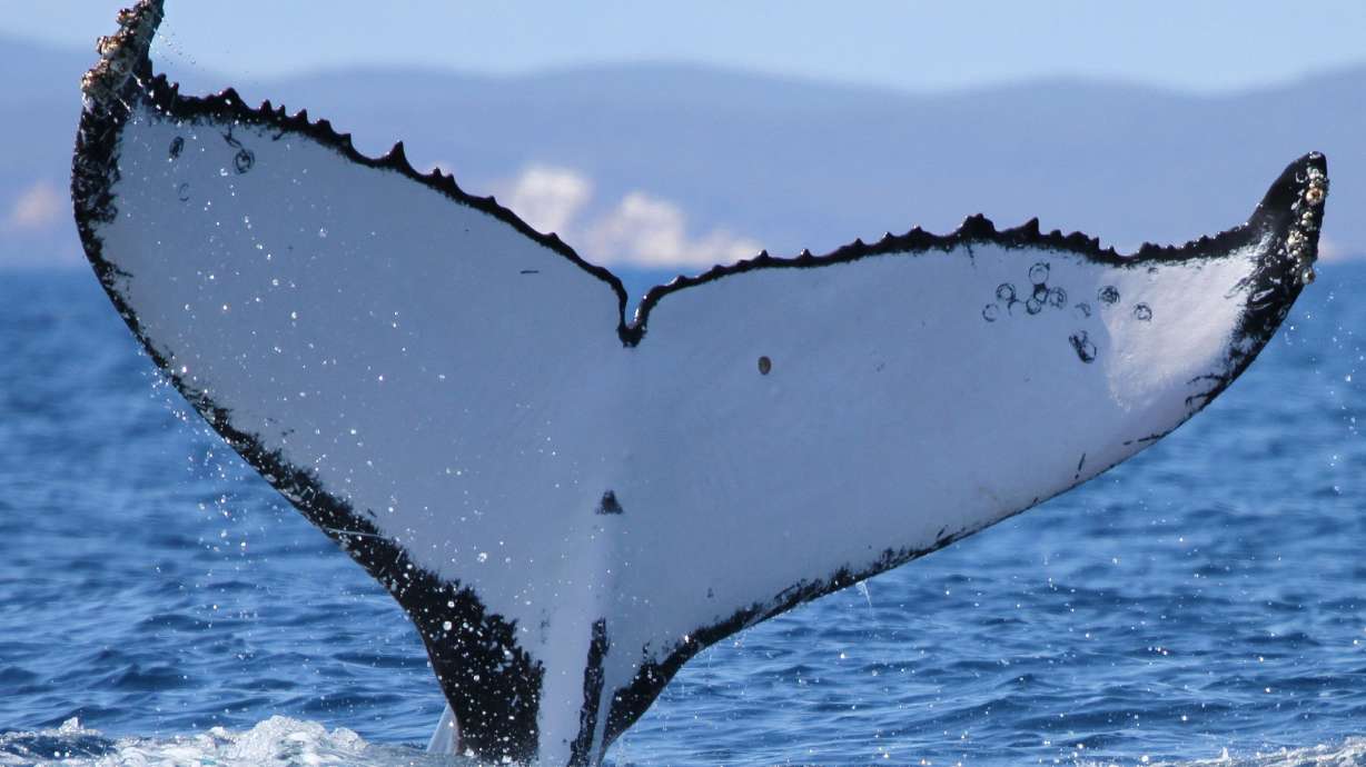 2 humpback whales set records swimming between Australia and Brazil