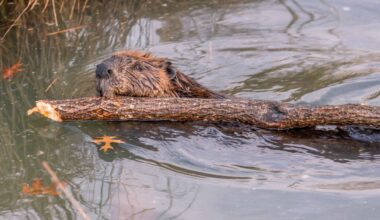 USU researchers working with beavers to preserve water