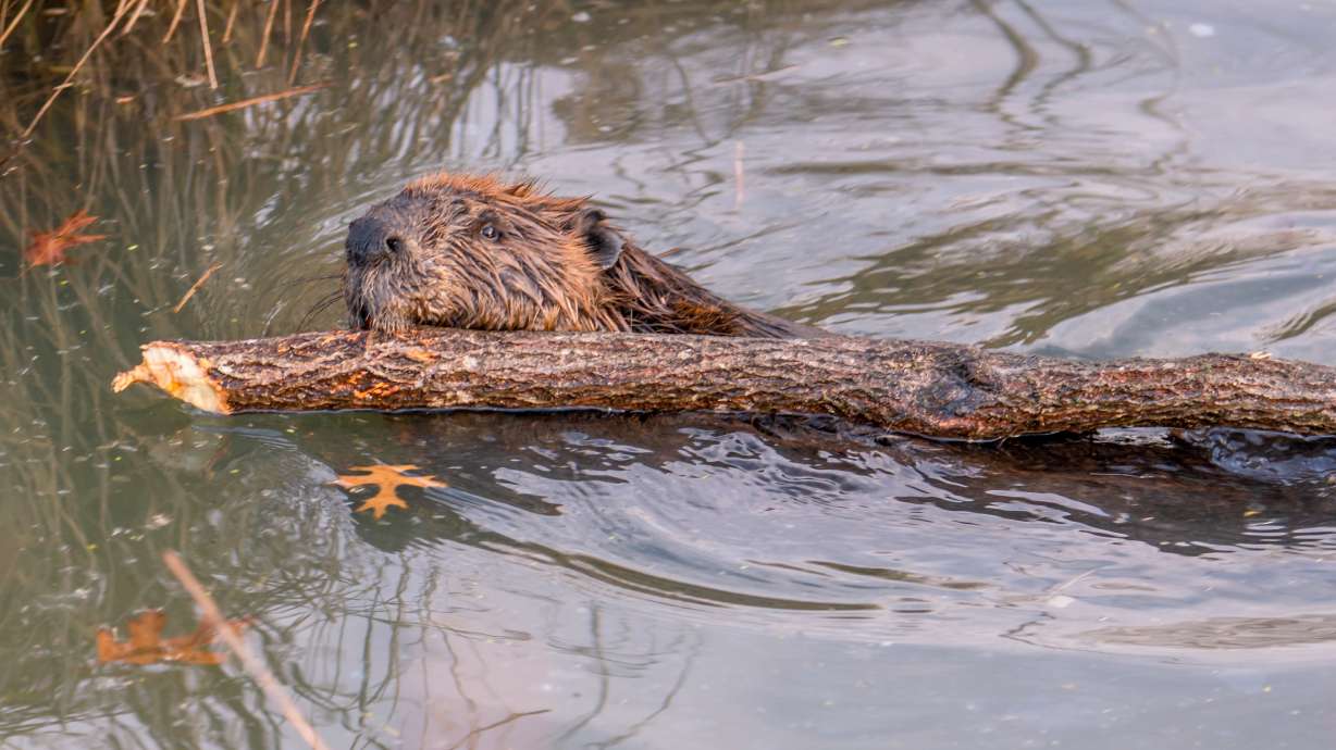 USU researchers working with beavers to preserve water