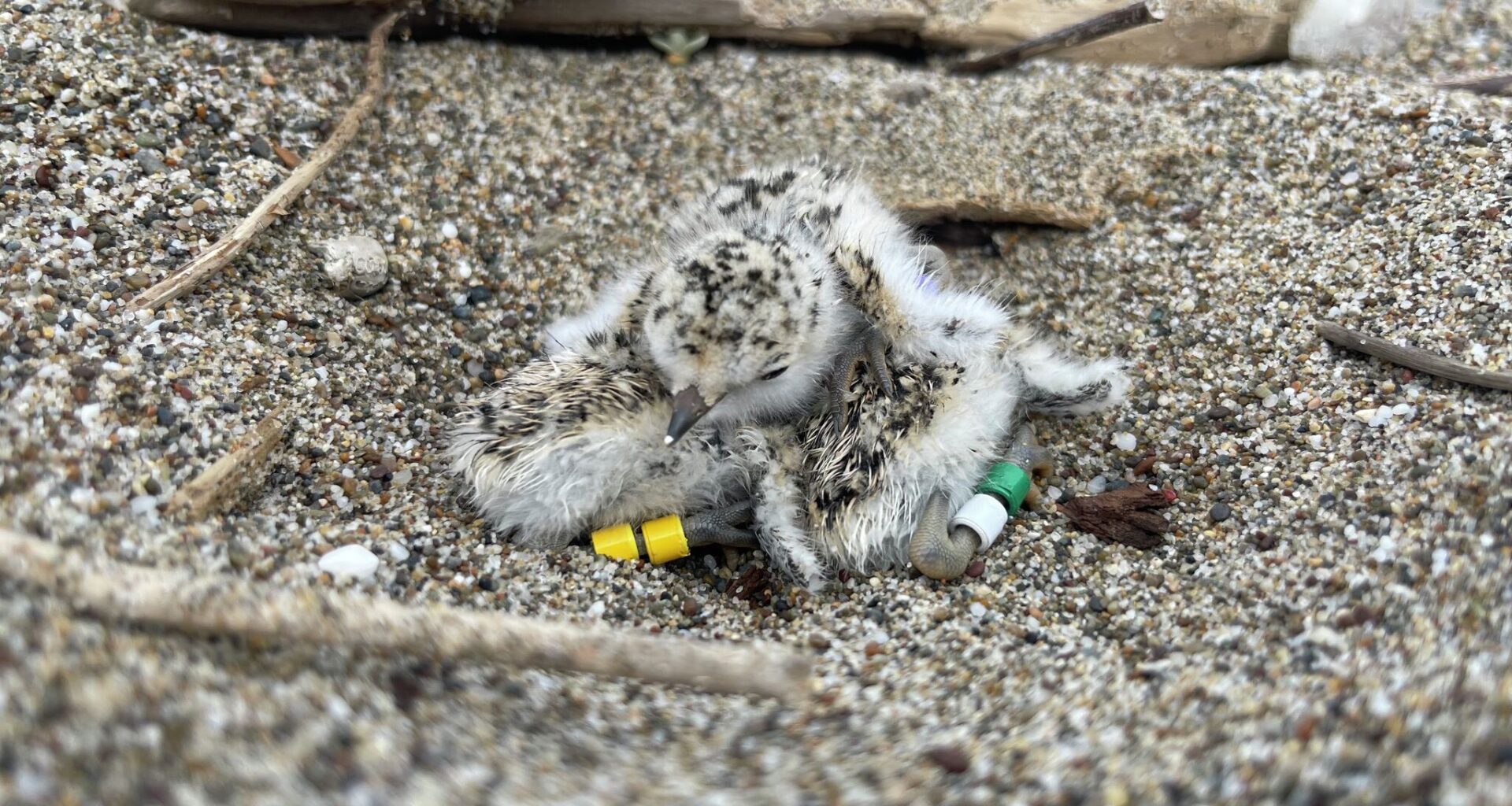 Threatened California species shuts down popular Point Reyes beach