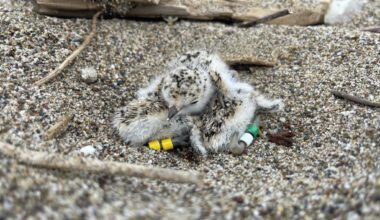 Threatened California species shuts down popular Point Reyes beach