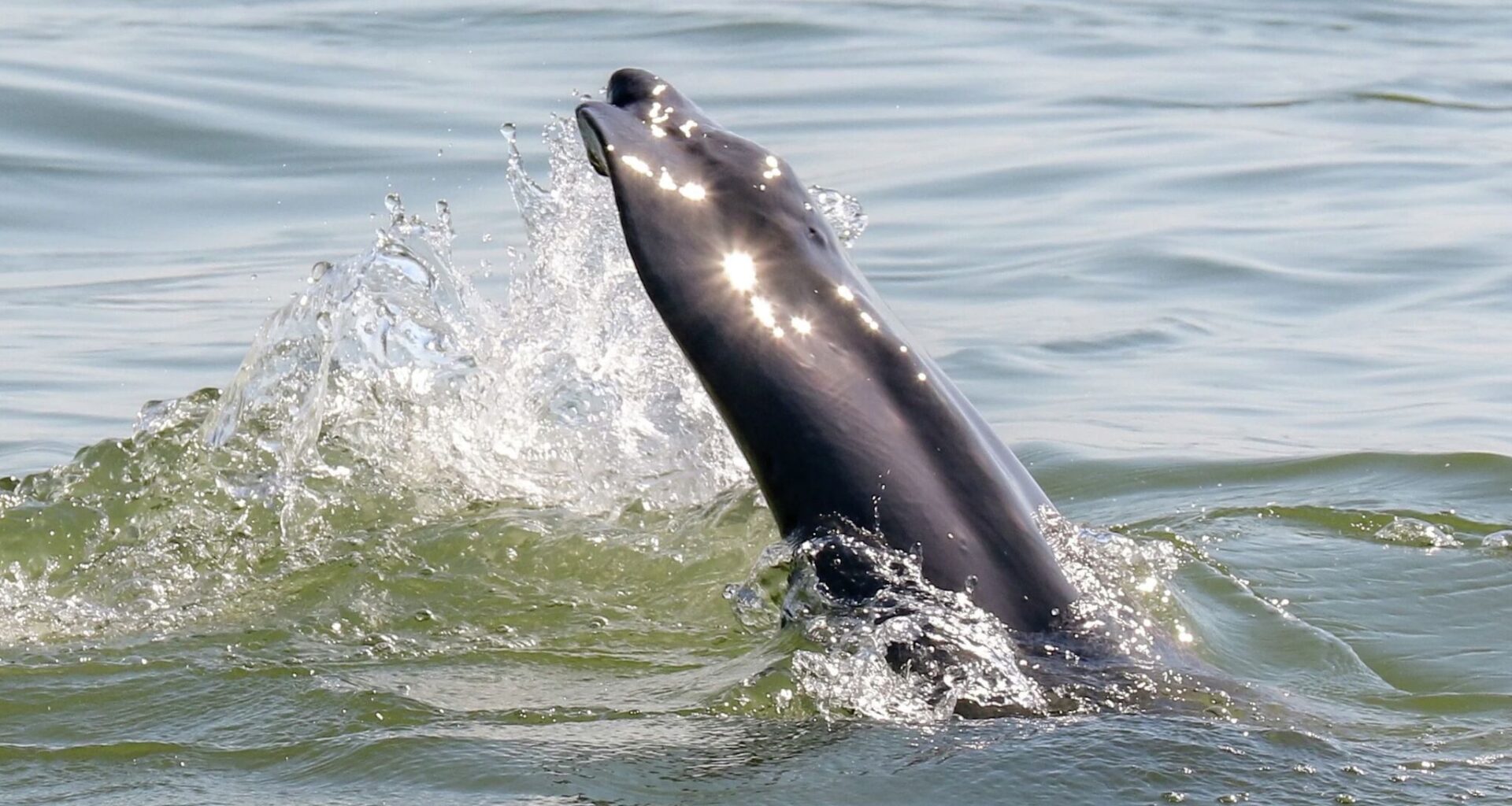 How Dino the tailless dolphin became a Texas legend