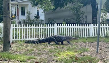 Alligator removed from Southport neighborhood after multiple sightings