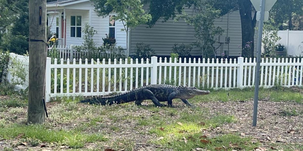 Alligator removed from Southport neighborhood after multiple sightings