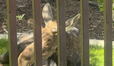 Moose relocated after wandering into a backyard; officials say dry winter impacts animals