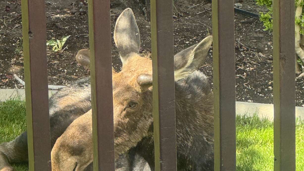 Moose relocated after wandering into a backyard; officials say dry winter impacts animals