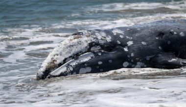 Nearly two dozen gray whales have already died of strandings this year on Northwest beaches