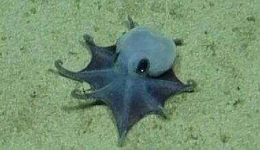 Tiny blue deep-sea octopus discovered near Galapagos confirmed as new species