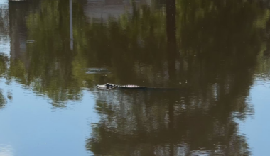 Small alligator spotted in pond on Texas A&M campus