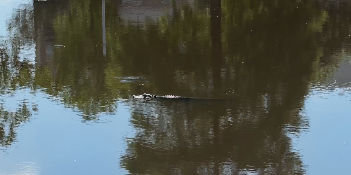 Small alligator spotted in pond on Texas A&M campus