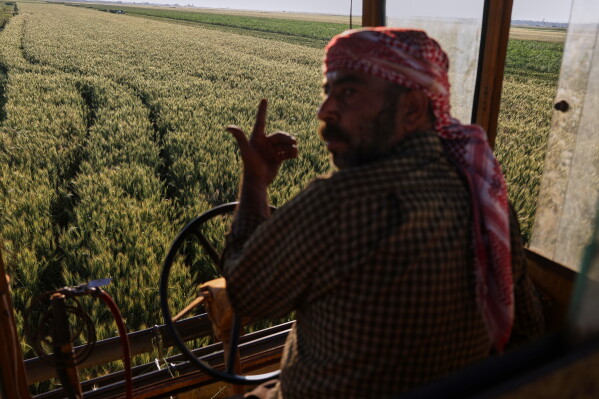 A Syrian farmer gestures while harvesting green wheat used to produce freekeh, a roasted grain widely used in Levantine cuisine and made by harvesting immature wheat and roasting it over open flames to separate and preserve the grains, in a field on the outskirts of Taftanaz, northwestern Syria, Sunday, May 24, 2026. (AP Photo/Ghaith Alsayed)