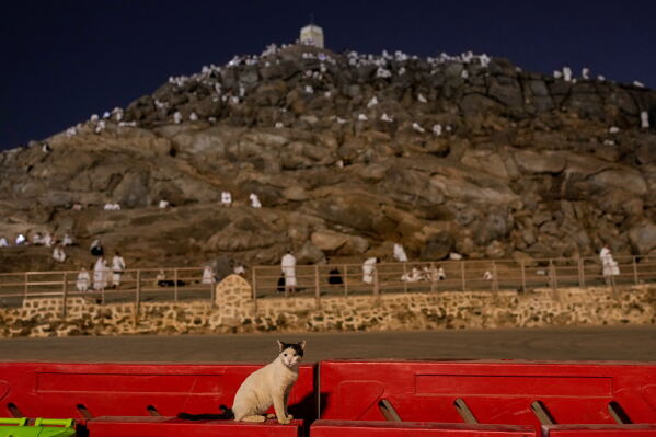 A cat is seen in the foreground as Muslim pilgrims pray at top of the rocky hill known as the Mountain of Mercy, on the Plain of Arafat, during the annual Hajj pilgrimage near the holy city of Mecca, Saudi Arabia, Tuesday, May 26, 2026. (AP Photo/Altaf Qadri)