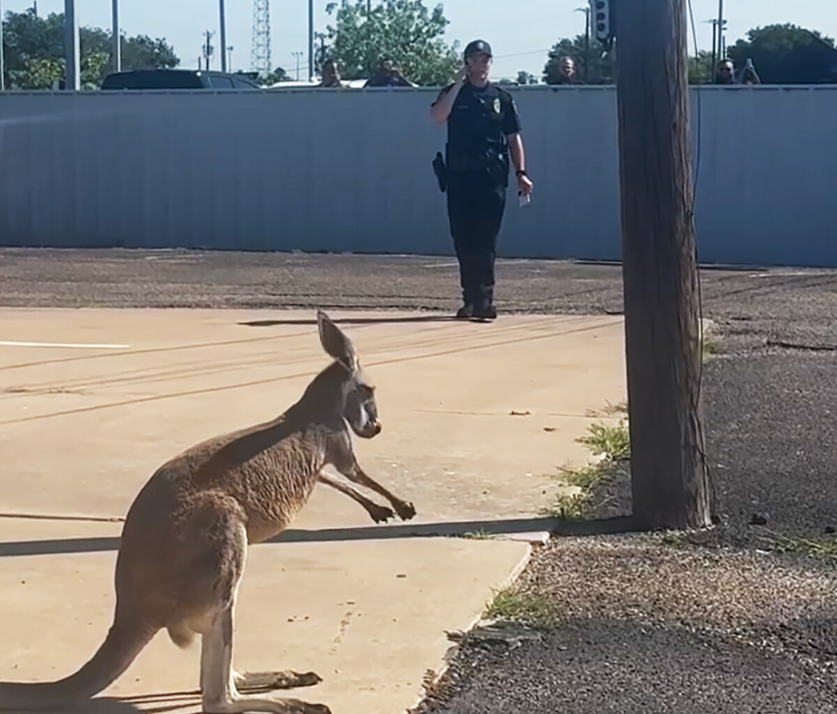 Kangaroo captured in Texas after loose animal call Monday morning