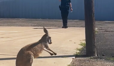 Kangaroo captured in Texas after loose animal call Monday morning